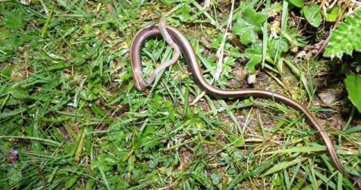 07 Anguis fragilis – Năpârca