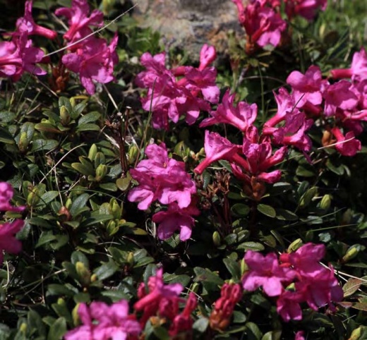 09 Rhododendron kotschyi – Smârdarul sau Bujorul de munte
