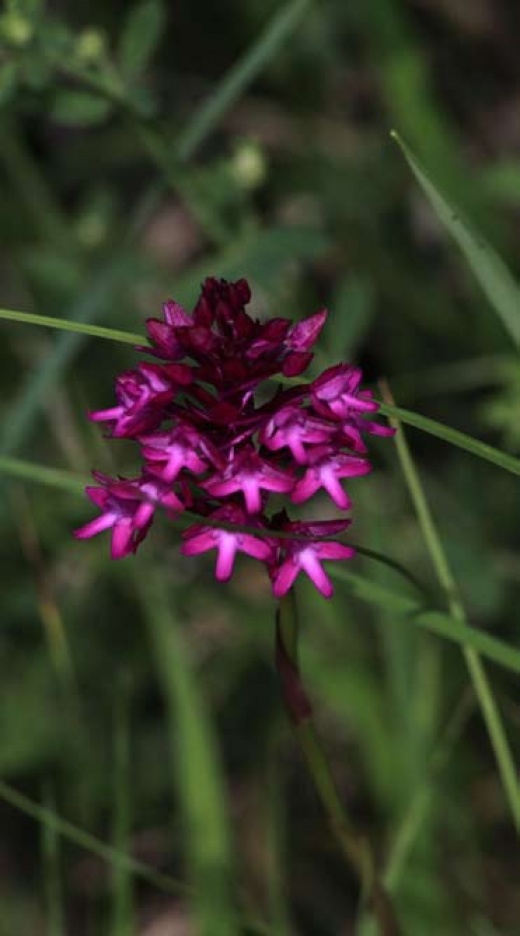 10 Floare de munte mov