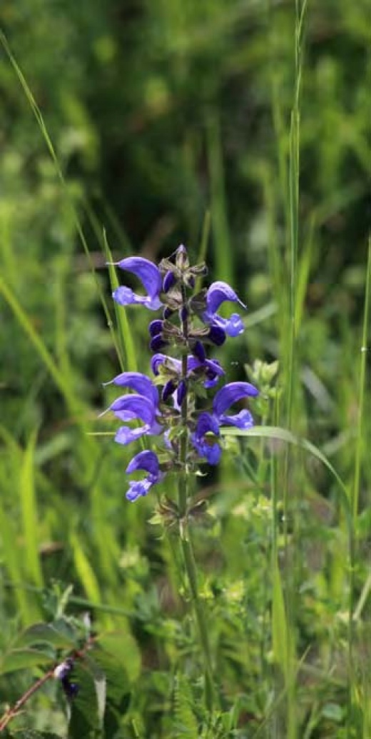11 Aconitum napellus