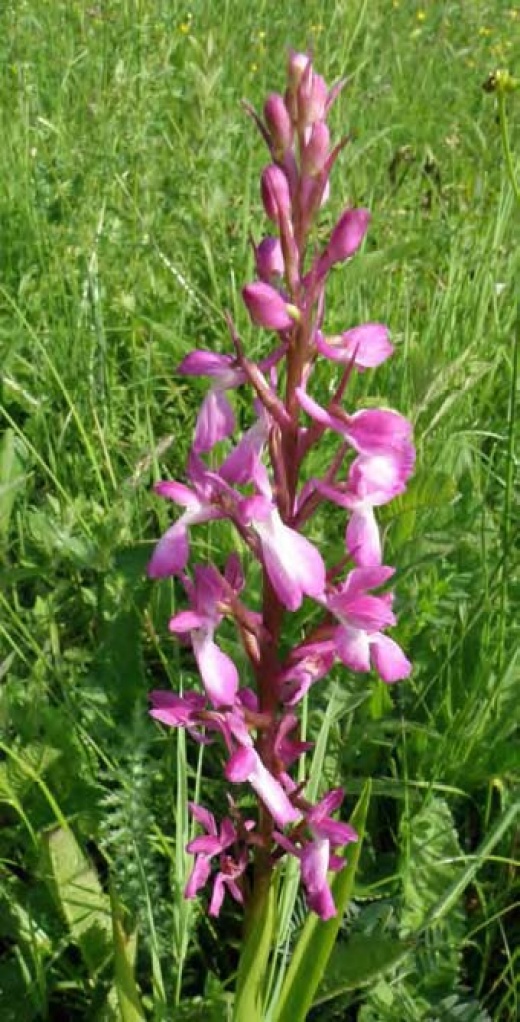13 Dactylorhiza incarnata - Orhidee