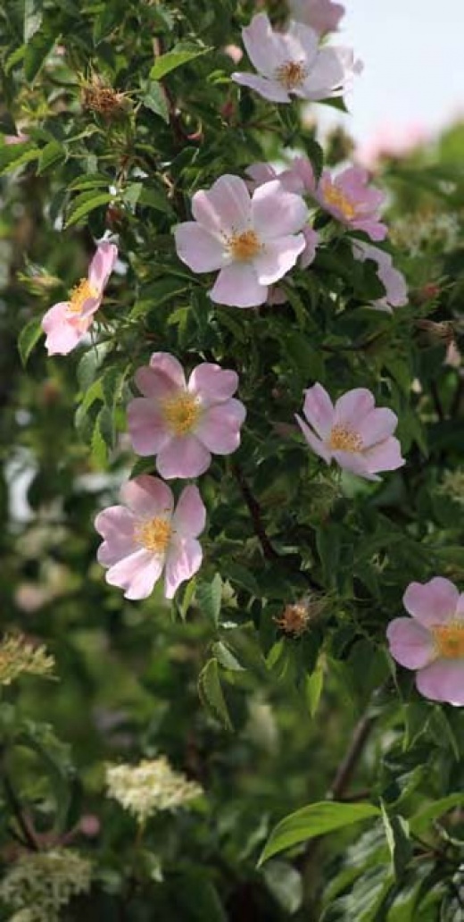 14 Rosa canina – Măceș sau Trandafir sălbatic