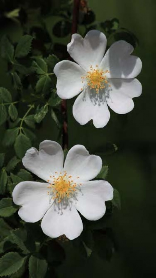 15 Rosa canina – Măceș sau Trandafir sălbatic